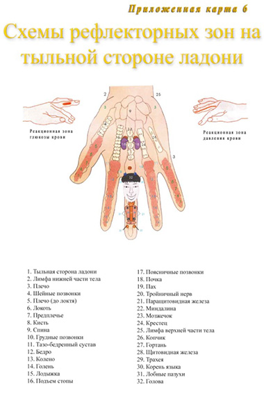 Схема рефлекторных зон на ладонях
